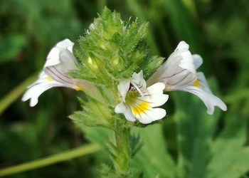 Gewöhnlicher Augentrost (Euphrasia rostkoviana) - © Bernard Wieser