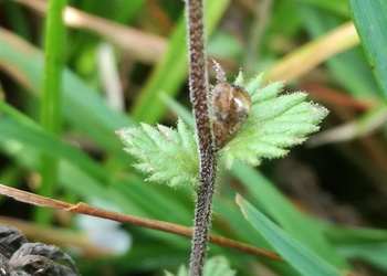 Gewöhnlicher Augentrost (Euphrasia rostkoviana) - © Bernard Wieser