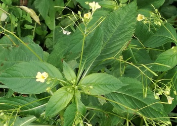Kleinblütiges Springkraut (Impatiens parviflora) - © Bernard Wieser