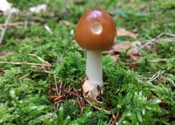 Rotbrauner Streifling (Amanita fulva) - © Bernard Wieser