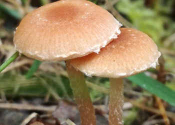 Gemeiner Trompetenschnitzling (Tubaria furfuracea) - © Bernard Wieser