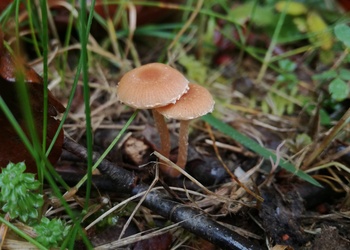 Gemeiner Trompetenschnitzling (Tubaria furfuracea) - © Bernard Wieser