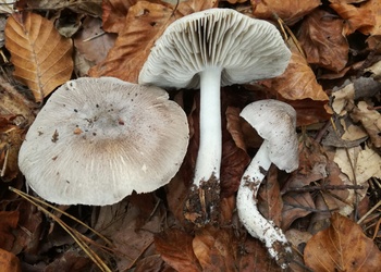 Schärflicher Ritterling (Tricholoma sciodes) - © Bernard Wieser