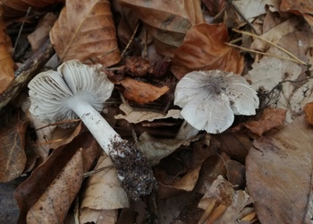 Schärflicher Ritterling (Tricholoma sciodes) - © Bernard Wieser