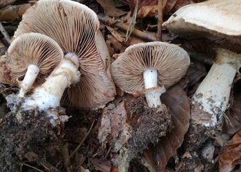 Wurzelnder Fälbling (Hebeloma radicosum) - © Bernard Wieser