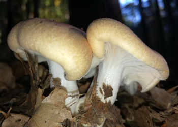 Wald-Schneckling (Hygrophorus nemoreus) - © Bernard Wieser