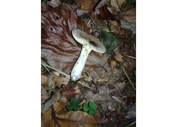 Wechselfarbiger Spei-Täubling (Russula fragilis) - © Bernard Wieser