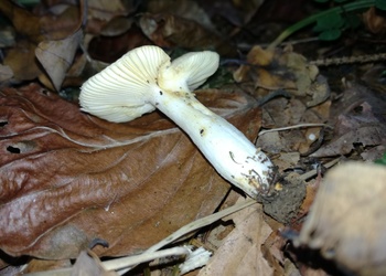 Wechselfarbiger Spei-Täubling (Russula fragilis) - © Bernard Wieser