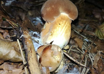 Maronenröhrling (Boletus badius) - © Bernard Wieser
