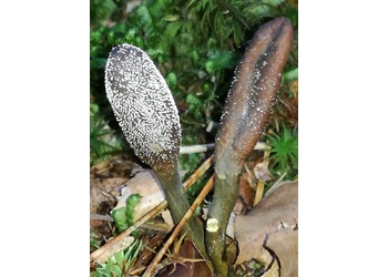 Zungenkernkeule (Cordyceps ophioglossoides) - © Bernard Wieser