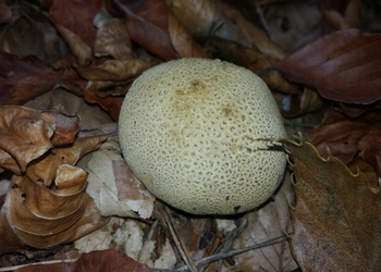 Dickschaliger Kartoffelbovist (Scleroderma citrinum ) - © Bernard Wieser