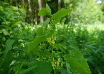 Echter Osterluzei (Aristolochia clematitis) - © Patrick Schwager