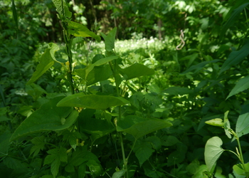 Echter Osterluzei (Aristolochia clematitis) - © Patrick Schwager