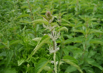 Große Brennnessel (Urtica dioica) - © Patrick Schwager