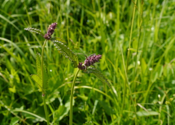 Echte Betonie, Heilziest (Betonica officinalis) - © Patrick Schwager