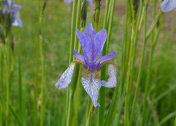 Sibirische Schwertlilie (Iris sibirica) - © Patrick Schwager