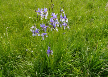 Sibirische Schwertlilie (Iris sibirica) - © Patrick Schwager