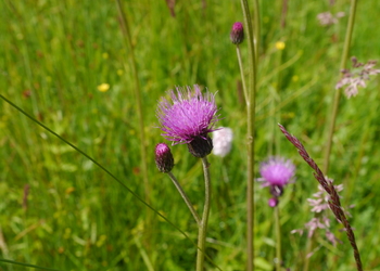 Bach-Kratzdistel (Cirsium rivulare) - © Patrick Schwager