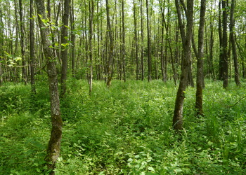 Bruchwälder - © Patrick Schwager