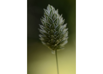 Kanariengras (Phalaris canariensis) - © Bernard Wieser