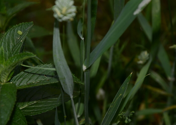 Kanariengras (Phalaris canariensis) - © Bernard Wieser