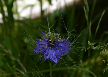Damaszener Schwarzkümmel (Nigella damascena) - © Bernard Wieser