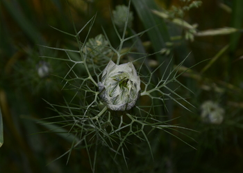 Damaszener Schwarzkümmel (Nigella damascena) - © Bernard Wieser