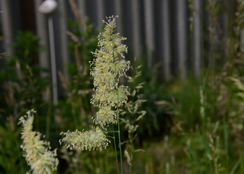 Wiesen-Knäuelgras (Dactylis glomerata) - © Bernard Wieser