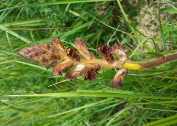Blutrote Sommerwurz (Orobanche gracilis) - © Bernard Wieser