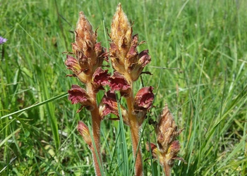 Blutrote Sommerwurz (Orobanche gracilis) - © Bernard Wieser