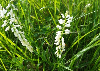Schopfige Kreuzblume (Polygala comosa) - © Bernard Wieser