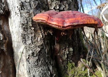 Glänzender Lackporling (Ganoderma lucidum) - © Bernard Wieser