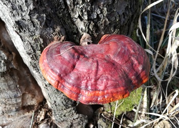 Glänzender Lackporling (Ganoderma lucidum) - © Bernard Wieser