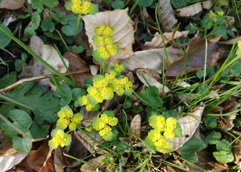 Wechselblättriges Milzkraut (Chrysosplenium alternifolium) - © Bernard Wieser