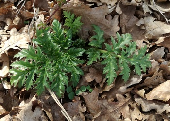 Riesen-Bärenklau, Herkulesstaude (Heracleum mantegazzianum) - © Bernard Wieser
