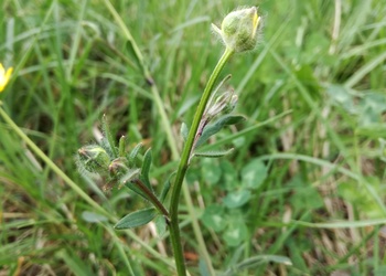 Knolliger Hahnenfuß (Ranunculus bulbosus) - © Bernard Wieser