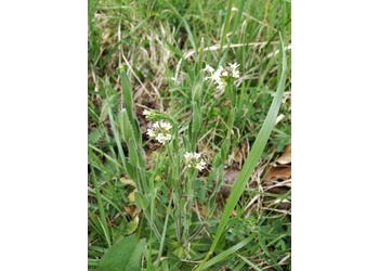 Rauhhaarige Gänsekresse (Arabis hirsuta) - © Bernard Wieser