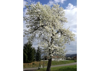 Kultur-Birne (Pyrus communis) - © Bernard Wieser