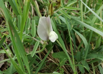 Großblütige Wicke (Vicia grandiflora) - © Bernard Wieser