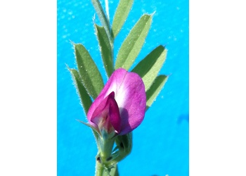 Schmalblättrige Wicke (Vicia angustifolia) - © Bernard Wieser