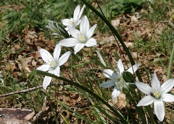 Dolden-Milchstern (Ornithogalum umbellatum) - © Bernard Wieser