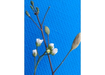 Frühlings-Hungerblümchen (Draba verna) - © Bernard Wieser
