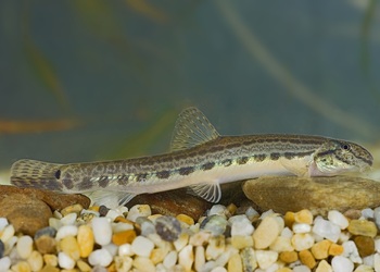 Steinbeisser (Cobitis elongatoides) - © Michael Tiefenbach