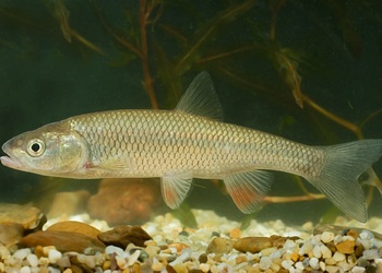 Aitel (Leuciscus cephalus) - © Michael Tiefenbach