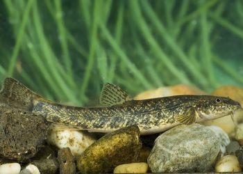 Smerle (Barbatula barbatula) - © Michael Tiefenbach