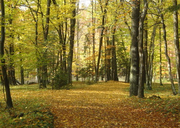 Buchenwälder - © Bernard Wieser