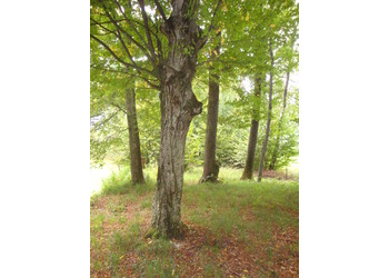 Eichen-Hainbuchenwälder - © Bernard Wieser