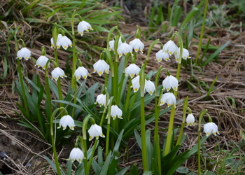 Frühlings-Knotenblume (Leucojum vernum) - © Bernard Wieser