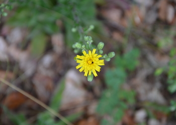 Traubiges Habichtskraut (Hieracium racemosum) - © Bernard Wieser