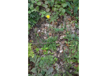 Traubiges Habichtskraut (Hieracium racemosum) - © Bernard Wieser